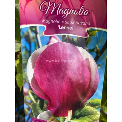 Magnolia pośrednia LENNEI  art nr 657D